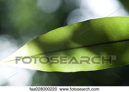 Leaf and sunlight, extreme close-up View Large Photo Image Stock Image - Leaf and sunlight, extreme close-up. Fotosearch