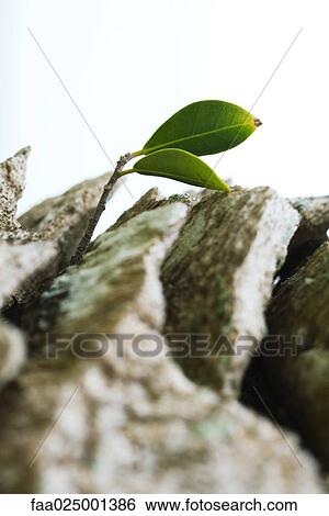 Leaf growing out of tree trunk, extreme close-up View Large Photo Image Stock Photograph - Leaf growing out of tree trunk, extreme close-up. Fotosearch