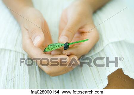 Little girl holding butterfly, cropped view of hands View Large Photo Image Picture - Little girl holding butterfly, cropped view of hands. Fotosearch