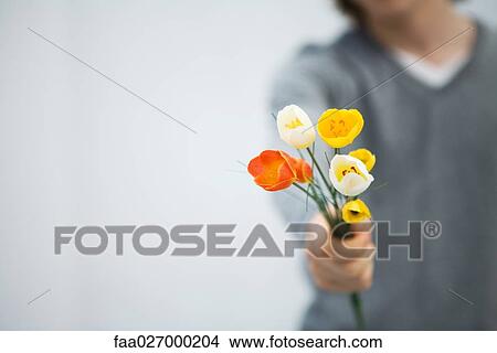 Man holding tulips out toward camera, cropped view, focus on foreground View Large Photo Image Picture - Man holding tulips out toward camera, cropped view, focus on foreground. Fotosearch