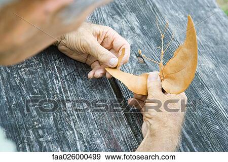 Man tearing leaf, over the shoulder view View Large Photo Image Stock Photo - Man tearing leaf, over the shoulder view. Fotosearch