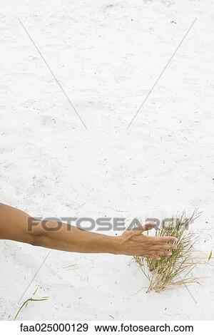 Man touching dune grass, cropped view of arm View Large Photo Image Stock Photo - Man touching dune grass, cropped view of arm. Fotosearch