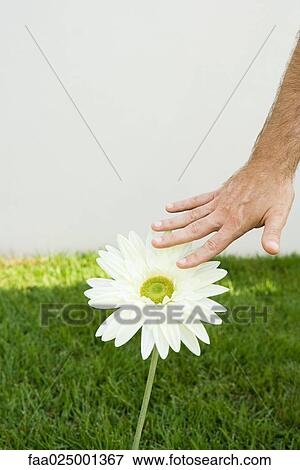 Man touching flower, cropped view of hand View Large Photo Image Stock Photo - Man touching flower, cropped view of hand. Fotosearch