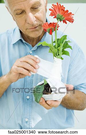 Man wrapping gauze around gerbera daisy plant, close-up View Large Photo Image Stock Image - Man wrapping gauze around gerbera daisy plant, close-up. Fotosearch