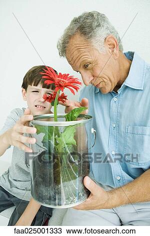Mature man and grandson looking at potted gerbera daisies together View Large Photo Image Stock Image - Mature man and grandson looking at potted gerbera daisies together. Fotosearch