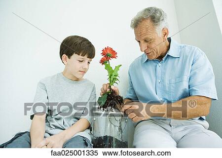 Mature man sitting with grandson, potting gerbera daisies View Large Photo Image Stock Photography - Mature man sitting with grandson, potting gerbera daisies. Fotosearch