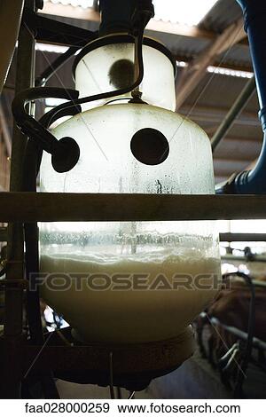 Milk collecting in milking machine View Large Photo Image Stock Photo - Milk collecting in milking machine. Fotosearch