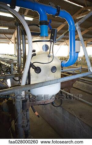 Milking machine in barn View Large Photo Image Stock Image - Milking machine in barn. Fotosearch