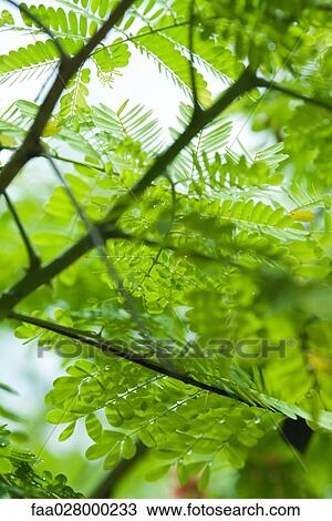 Mimosa branches and leaves, close-up View Large Photo Image Stock Image - Mimosa branches and leaves, close-up. Fotosearch