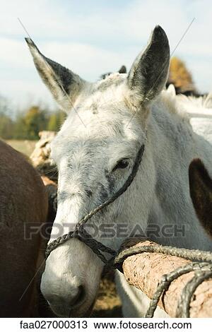 Mule tied to wooden post, close-up, cropped view View Large Photo Image Stock Image - Mule tied to wooden post, close-up, cropped view. Fotosearch