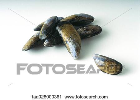 Mussels in a pile, close-up View Large Photo Image Stock Image - Mussels in a pile, close-up. Fotosearch