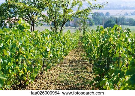 Path in vineyard View Large Photo Image Picture - Path in vineyard. Fotosearch