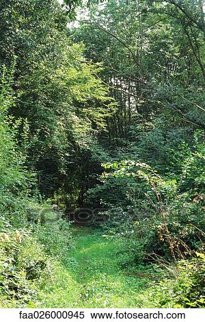Path in woods View Large Photo Image Stock Photography - Path in woods. Fotosearch