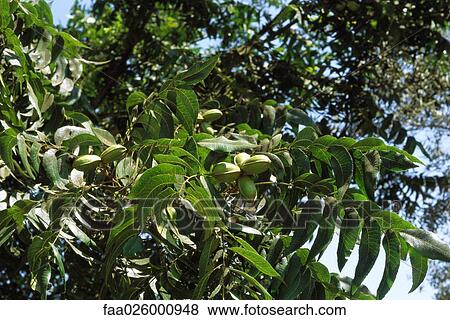 Pecans growing on tree, close-up View Large Photo Image Stock Photo - Pecans growing on tree, close-up. Fotosearch