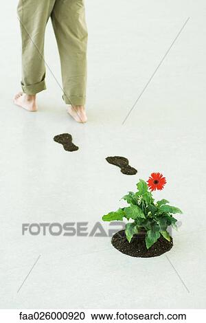 Person walking away from gerbera daisy, leaving soil footprints behind, cropped view View Large Photo Image Stock Image - Person walking away from gerbera daisy, leaving soil footprints behind, cropped view. Fotosearch