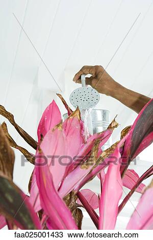 Person watering plant, cropped view of hand View Large Photo Image Stock Image - Person watering plant, cropped view of hand. Fotosearch