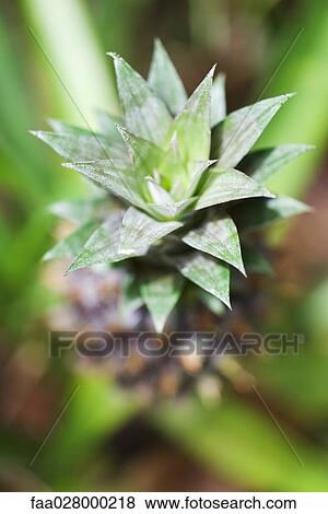 Pineapple growing, close-up, high angle view View Large Photo Image Stock Photo - Pineapple growing, close-up, high angle view. Fotosearch