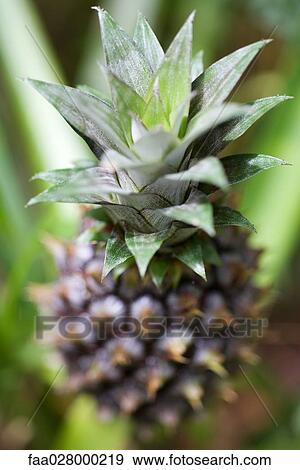 Pineapple growing, close-up View Large Photo Image Stock Photo - Pineapple growing, close-up. Fotosearch