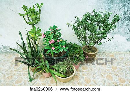 Potted plants View Large Photo Image Stock Photo - Potted plants. Fotosearch