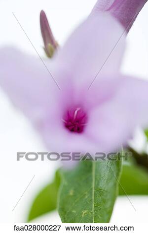 Purple flower, extreme close-up View Large Photo Image Stock Photo - Purple flower, extreme close-up. Fotosearch