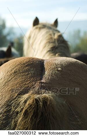 Rear end of horse, extreme close-up, rear view View Large Photo Image Stock Image - Rear end of horse, extreme close-up, rear view. Fotosearch