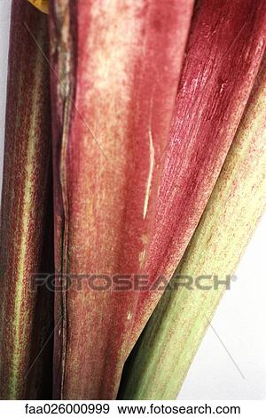 Rhubarb, extreme close-up View Large Photo Image Stock Photo - Rhubarb, extreme close-up. Fotosearch