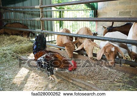 Rooster and goats in barn, eating out of shared trough View Large Photo Image Stock Image - Rooster and goats in barn, eating out of shared trough. Fotosearch