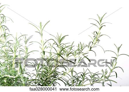 Rosemary bush, close-up View Large Photo Image Stock Image - Rosemary bush, close-up. Fotosearch
