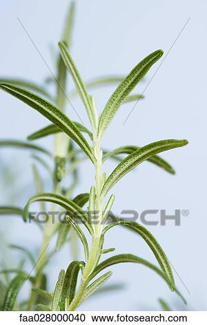 Rosemary sprig, close-up View Large Photo Image Stock Image - Rosemary sprig, close-up. Fotosearch