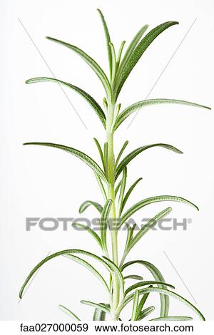 Rosemary sprig, close-up View Large Photo Image Stock Photo - Rosemary sprig, close-up. Fotosearch