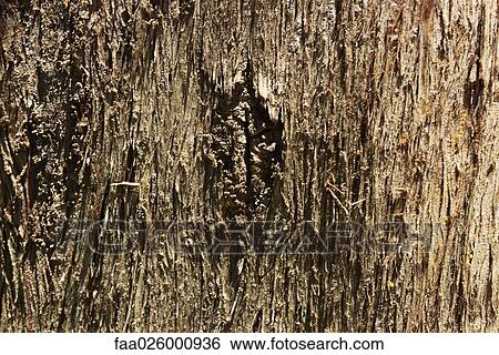 Rough bark, full frame View Large Photo Image Stock Photograph - Rough bark, full frame. Fotosearch