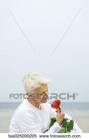 Senior woman holding gerbera daisy, smiling, close-up View Large Photo Image Stock Photography - Senior woman holding gerbera daisy, smiling, close-up. Fotosearch