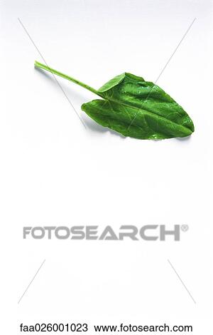 Sorrel leaf, close-up View Large Photo Image Stock Image - Sorrel leaf, close-up. Fotosearch