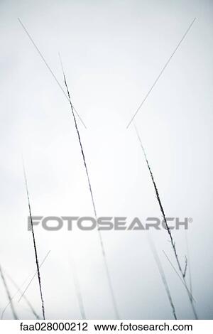Stock Image - Tall grass growing, low angle view. Fotosearch