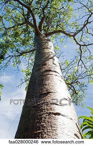 Stock Photograph - Tall tree, low angle view. Fotosearch