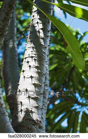 Thorny tree branch, low angle view View Large Photo Image Stock Photography - Thorny tree branch, low angle view. Fotosearch