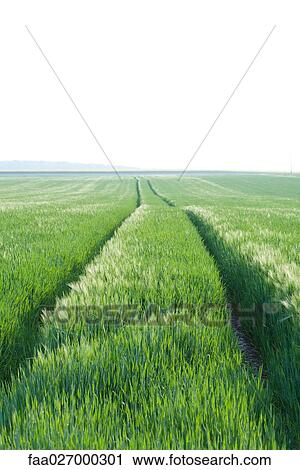 Tire tracks in field of grass, horizon in distance View Large Photo Image Stock Image - Tire tracks in field of grass, horizon in distance. Fotosearch
