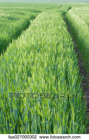 Tire tracks in field of grass View Large Photo Image Stock Image - Tire tracks in field of grass. Fotosearch