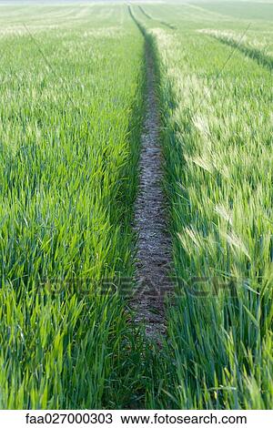 Tire tracks in field of grass View Large Photo Image Stock Image - Tire tracks in field of grass. Fotosearch