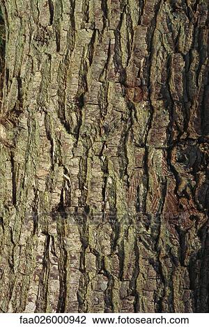 Tree bark, close-up, full frame View Large Photo Image Stock Image - Tree bark, close-up, full frame. Fotosearch