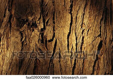 Tree bark, extreme close-up View Large Photo Image Stock Image - Tree bark, extreme close-up. Fotosearch