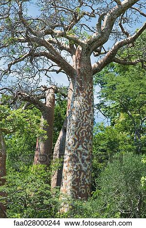 Tree in forest with patterned trunk, low angle view View Large Photo Image Picture - Tree in forest with patterned trunk, low angle view. Fotosearch
