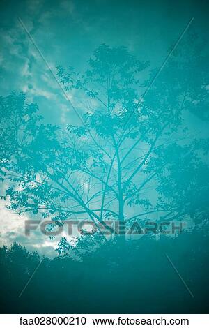 Tree reflected on surface of water View Large Photo Image Stock Image - Tree reflected on surface of water. Fotosearch