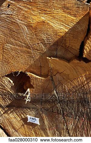 Tree stump with identification tag, extreme close-up View Large Photo Image Stock Image - Tree stump with identification tag, extreme close-up. Fotosearch