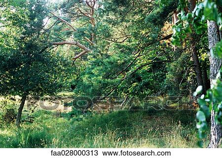 Trees and grassy meadow View Large Photo Image Stock Image - Trees and grassy meadow. Fotosearch