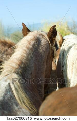 Two horses side by side, rear view, cropped View Large Photo Image Stock Photography - Two horses side by side, rear view, cropped. Fotosearch