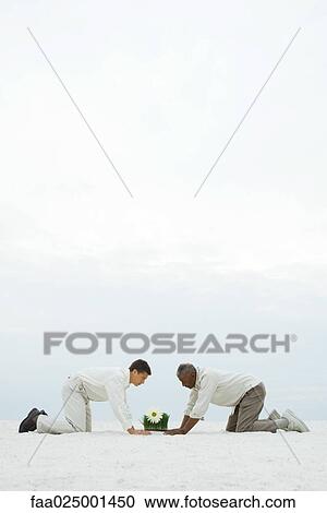 Two men down on all fours in sand, both looking down at flower growing out of wheat grass View Large Photo Image Stock Image - Two men down on all fours in sand, both looking down at flower growing out of wheat grass. Fotosearch
