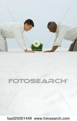 Two men down on all fours in sand, both looking down at flower growing out of wheat grass View Large Photo Image Stock Photo - Two men down on all fours in sand, both looking down at flower growing out of wheat grass. Fotosearch