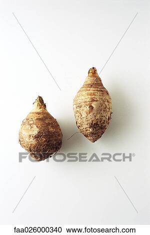 Two sunchokes, white background View Large Photo Image Stock Image - Two sunchokes, white background. Fotosearch