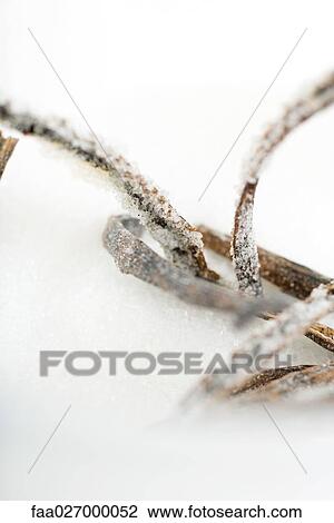 Vanilla beans in sugar, extreme close-up View Large Photo Image Stock Image - Vanilla beans in sugar, extreme close-up. Fotosearch